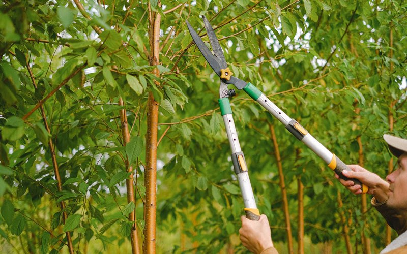 Tree trimming in Bosworth, MO